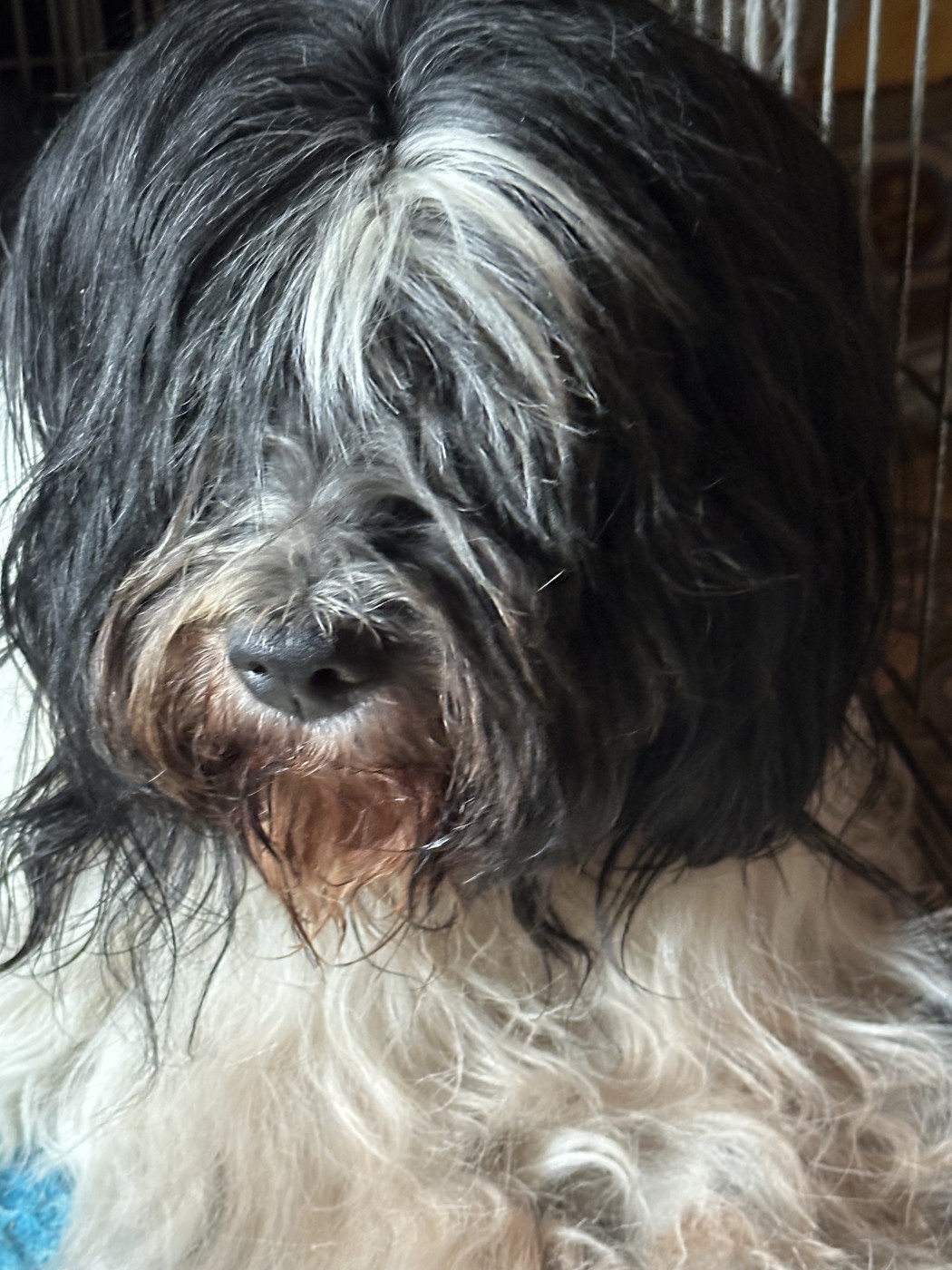 Dolly ...