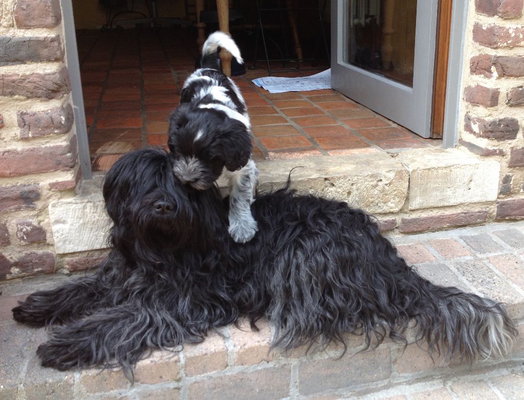 De Nature Paisible - Schapendoes - Portée née le 24/02/2017